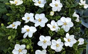 Image result for Gardenia posoquerioides