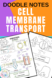 Cell Membrane Transport And Homeostasis Doodle Notes Cell Membrane Transport Cell Membrane Lesson Cell Transport