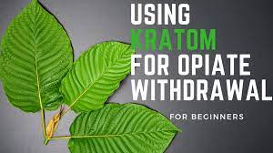 Is kratom an opioid or opiate? How To Use Kratom For Opiate Withdrawal Opiate Addiction Support