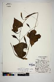 Image result for Ipomoea chloroneura