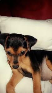 Black And Tan Jack Russell Terrier Dachshund Mix Jack Our Min Pin Jack Russell Mix Jack Russell Jack Russell Terrier Dog Pictures