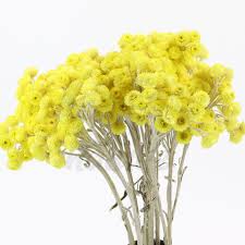 Image result for Helichrysum decorum