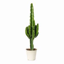 Image result for Euphorbia eranthes