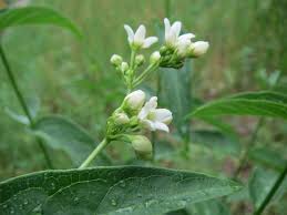 Image result for Vincetoxicum stenolobum