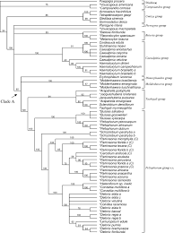 Image result for Bussea xylocarpa