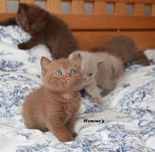 She will be sleeping in the sun when she suddenly explodes, running around the room and rolling around. British Shorthair Cinnamon Kittens Google Search Cute Cats Cute Baby Animals British Shorthair Cats