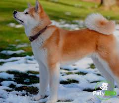Razas De Perros Pequenos Medianos Grandes Y Gigantes Descubre todas las razas de perros que existen; razas de perros pequenos medianos