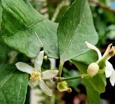 Image result for Citrus × aurantiifolia