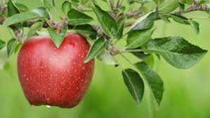 Mewarnai gambar mewarnai gambar sketsa buah apel 1 via 4 cara untuk menggambar apel wikihow via id.wikihow.com. Cara Panen Apel Yang Baik Dan Hasil Melimpah Ilmubudidaya Com