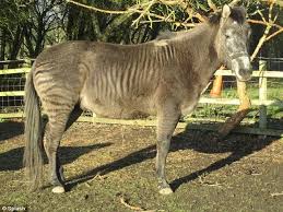 Jun 08, 2021 · a zonky: 92 Zorse And Zonky Ideas In 2021 Zorse Zebras Zonkey