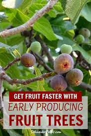 Let's take a look at a few fast growing fruit trees (and one fast growing nut tree) that will come through for you in record time. Six Fast Growing Fruit Trees And One Vegetable Schneiderpeeps