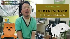Check spelling or type a new query. Dog Grooming Markham Yuppy Puppy Spa Puppy Groom Dog Grooming Markham Yuppy Puppy Spa Puppy Groom