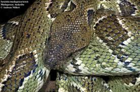 Image result for Salacia madagascariensis