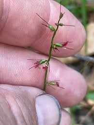 Image result for Oplismenus hirtellus