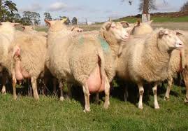 Rase de oi de carne. Rase De Oi Si Capre Poze Deosebite 5 Francean Pagina 13