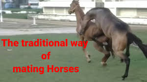Kumpulan kuda kawin | horses mating #horsesmating #kudakawin # tuosafeto terimakasih sudah menonton. Traditional Way Of Mating Horses Youtube