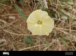 Image result for Ipomoea obscura