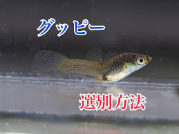グッピー 稚魚 色