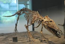 Evolutionary Treasures Locked In The Teeth Of Early Whales Prehistoric Animals Science Words Animal Skeletons
