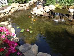 We did not find results for: The True Cost Of A Koi Pond Of High Quality In Nashville Tn