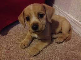 If you don't want this problem worse due to the heated homes, you need to use a pair of grooming glove or mitt which allows you to run over its coat to get rid of loose and dead hair. Golden Retriever Beagle Mix Puppies For Sale Petsidi