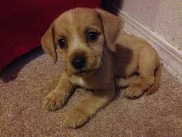 We are a family owned golden retriever kennel in southeastern wisconsin, raising healthy akc/ofa golden retrievers to bring joy and. Golden Retriever Beagle Mix Puppies For Sale Petsidi