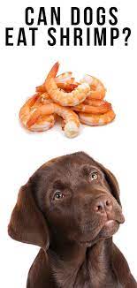 Can Dogs Eat Shrimp Safely When It S Cooked Shelled Or Raw Can Dogs Eat Dog Eating Foods Dogs Can Eat