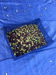 Preparation Des Olives Vertes Le Jour Ou Je Me Suis Lancee Dans Cette Grande Epopee D E L P H I N N