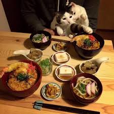 かき揚げ丼 猫 カフェ 猫 黒い子猫