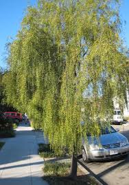 Image result for Maytenus chasei