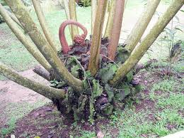 Image result for Marattiaceae