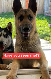 Lost German Shepherd Dog in North Yuba City