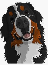 Bernese Mountain Dog Sticker By Anxiousbison In 2021 Cute Dog Drawing Dog Paintings Dog Illustration These dogs have roots in the roman mastiffs. bernese mountain dog sticker by