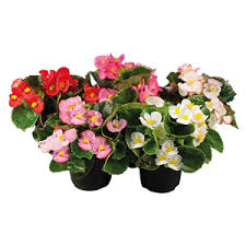 Image result for begonia semperflorens
