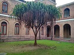 Image result for Pandanus chiliocarpus