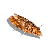 Image result for Lobesia botrana grapevine