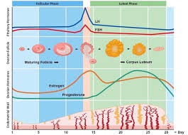 Menstrual Cycle Bioninja
