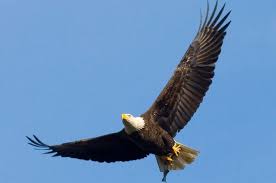 Gambar foto hewan foto burung elang terbaru 14 04 2019 silahkan download foto burung elang terbaru semaunya untuk mengganti wallpaper i phone hp tab komputer pc hp android atau tablet yang bisa membuat lebih menarik di gadget yang anda miliki kamu dapat juga melihat galeri gambar. Elang Botak Burung Pemangsa Yang Menjadi Lambang Negara Amerika Semua Halaman Bobo