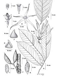 Image result for Monoon