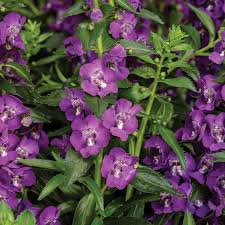 Image result for Angelonia