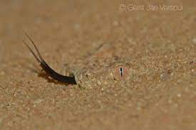 Sahara Sand Viper Reptiles Lizard Snake