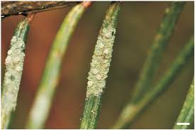 Image result for Priva flabelliformis