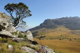 Image result for Neocussonia umbellifera