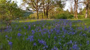 We did not find results for: Wildflower Season In Oregon Is Here Find These Flowers On The Trails Metro