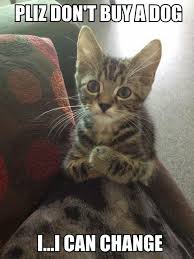 Milk All Gone Cookie Now Please Cute Cat Memes Funny Animal Jokes Funny Cat Memes