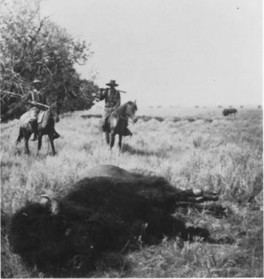 1882: A Year of Buffalo Hunting Legislation - All About Bison