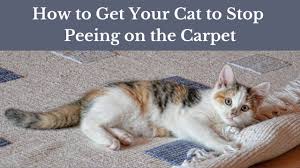 It may happen due to medical problems. How To Get Your Cat To Stop Peeing On The Carpet Youtube