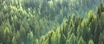 Looking for online definition of las or what las stands for? Las Expo 20th Timber Industry Forest Resources Management Fair Las Expo Targi Kielce