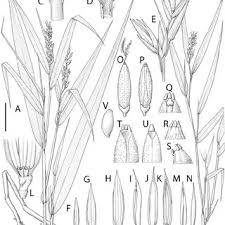 Image result for Brachychloa schiemanniana