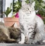 Siberian Cat Breed Information, Pictures, Characteristics ...